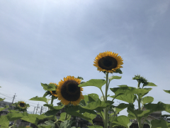ひまわり