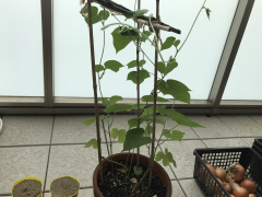 朝顔