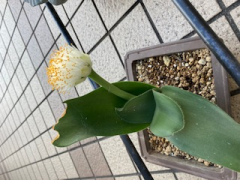 まゆはけおもと