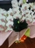 蘭