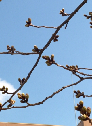 桜のつぼみ