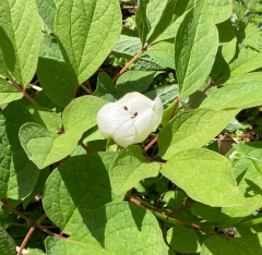 金剛山での山芍薬