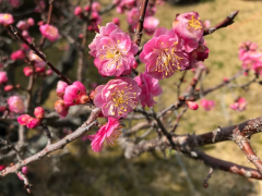 梅