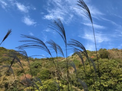 秋のデイキャンプ