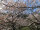 有田川町で花見