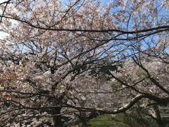 有田川町で花見