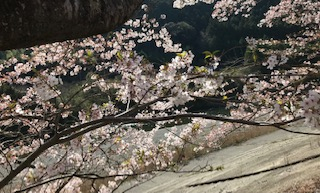 有田川町で花見